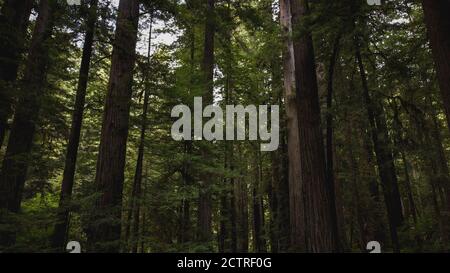 Vue à travers les magnifiques séquoias dans l'État de Redwood et le parc national de la forêt luxuriante de la Californie du Nord. Troncs d'arbres géants, membres massifs, Banque D'Images