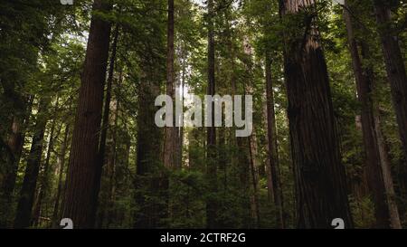 Vue à travers les magnifiques séquoias dans l'État de Redwood et le parc national de la forêt luxuriante de la Californie du Nord. Troncs d'arbres géants, membres massifs, Banque D'Images