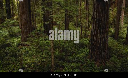 Vue à travers les magnifiques séquoias dans l'État de Redwood et le parc national de la forêt luxuriante de la Californie du Nord. Troncs d'arbres géants, membres massifs, Banque D'Images