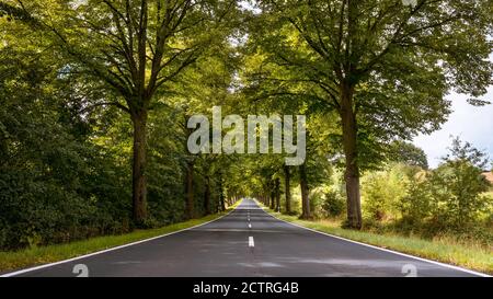 Avenue bordée d'arbres traversant la Thuringe en été Banque D'Images