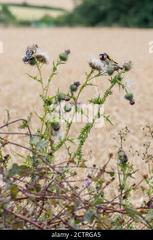 Jeune Goldfinch (Carduelis carduelis) et adulte se nourrissant de chardon (Cirsium vulgare) Banque D'Images