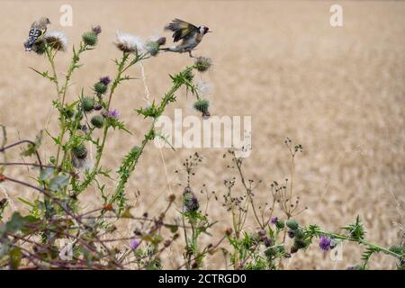 Jeune Goldfinch (Carduelis carduelis) et adulte se nourrissant de chardon (Cirsium vulgare) Banque D'Images