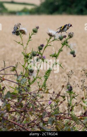 Jeune Goldfinch (Carduelis carduelis) et adulte se nourrissant de chardon (Cirsium vulgare) Banque D'Images