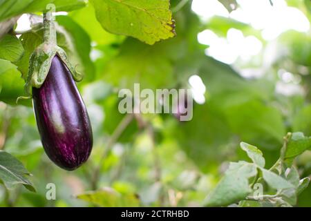 Petite aubergine écologique accrochée à la plante. L'aubergine, ou brinjal, est une espèce végétale de la famille des Solanaceae. Solanum melongena. Banque D'Images
