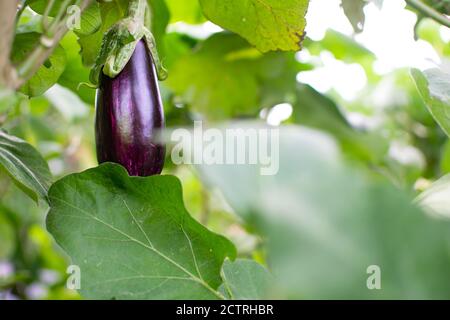 Petite aubergine écologique accrochée à la plante. L'aubergine, ou brinjal, est une espèce végétale de la famille des Solanaceae. Solanum melongena. Banque D'Images
