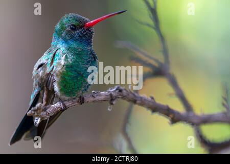 Hummingbird à large bec assis sur une succursale Banque D'Images