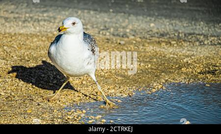 Mouette, une étape sur terre, l'autre sur un lac Banque D'Images