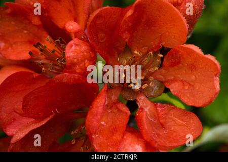 Fleurs rouges de coing japonais (Chaenomeles japonica) gros plan Banque D'Images