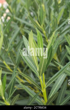 Branches d'Oleander (nérium oléander), une plante avec des feuilles et des tiges vertes qui sont très toxiques pour les gens Banque D'Images