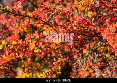 Grappes de baies rouges d'une Cotoneaster horizontalis Decne. Illuminées par la lumière douce du soleil du soir, fond d'automne Banque D'Images