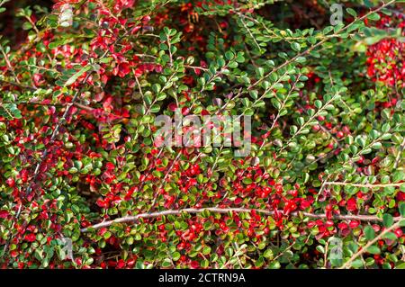 Grappes de baies rouges d'une Cotoneaster horizontalis Decne. Illuminées par la lumière douce du soleil du soir, fond d'automne Banque D'Images