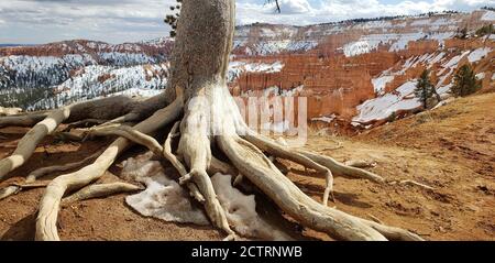 Bryce Canyon dans L'UTAH Banque D'Images