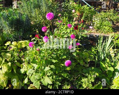 Chenies Manor Sunken Garden à la mi-septembre 2020.Dahlia 'Purple Gem'. Feuilles d'Euphorbia et d'Hosta à la frontière mitoyenne. Banque D'Images