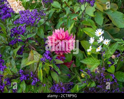 Chenies Manor Garden à la mi-septembre 2020.Dahlia Penhill Monarch foncé, variétés de café au lait avec héliotrope bleu et pâquerettes blanches. Banque D'Images