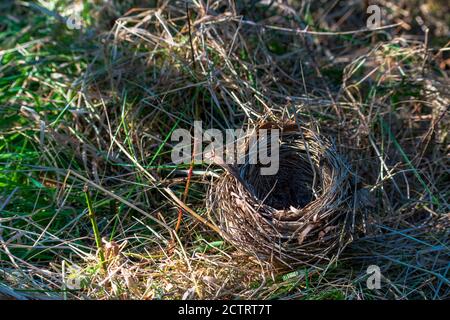 Le Nest oiseau vide est assis sur le sol Banque D'Images