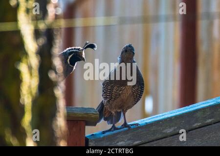 Caille debout sur la clôture arrière-cour Banque D'Images
