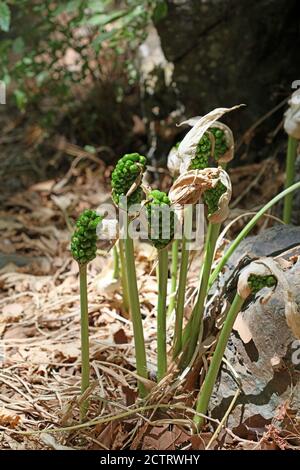 Fleur toxique sauvage arum créticum famille des araceae crete Island High qualité d'impression Banque D'Images