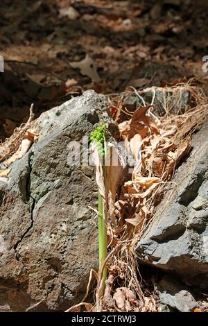 Fleur toxique sauvage arum créticum famille des araceae crete Island High qualité d'impression Banque D'Images