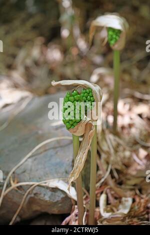 Fleur toxique sauvage arum créticum famille des araceae crete Island High qualité d'impression Banque D'Images