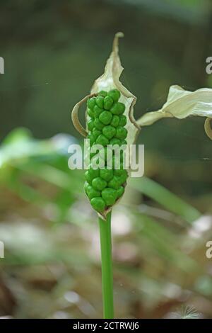 Fleur toxique sauvage arum créticum famille des araceae crete Island High qualité d'impression Banque D'Images