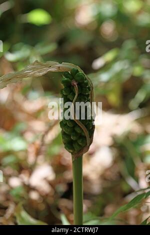 Fleur toxique sauvage arum créticum famille des araceae crete Island High qualité d'impression Banque D'Images