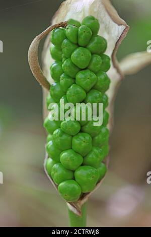 Fleur toxique sauvage arum créticum famille des araceae crete Island High qualité d'impression Banque D'Images