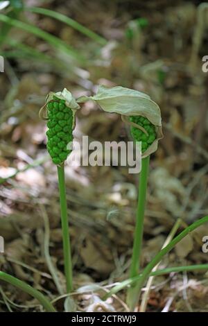 Fleur toxique sauvage arum créticum famille des araceae crete Island High qualité d'impression Banque D'Images