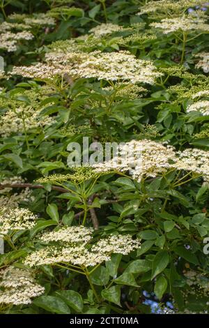 Aîné (Sambucus nigra). Les nombreuses fleurs blanches forment une tête plate, avec un parfum doux et intense. À collectionner pour le vin, ou la fleur, la fabrication de boissons. Banque D'Images