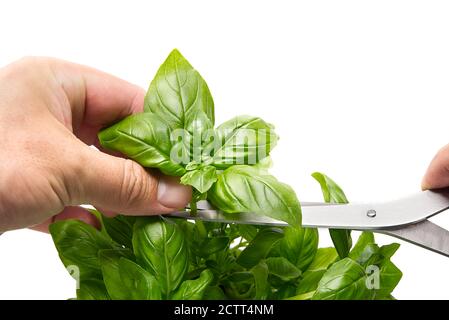 Basilic Ocimum basilicum, main de l'homme cueillant les feuilles de la plante sur fond blanc. Concept de jardinage Banque D'Images