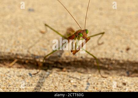 Vue rapprochée isolée d'un mâle adulte Tenodera sinensis sinensis (Mantis chinois) sur sol en béton. Le bogue nettoie les pointes des griffes af Banque D'Images