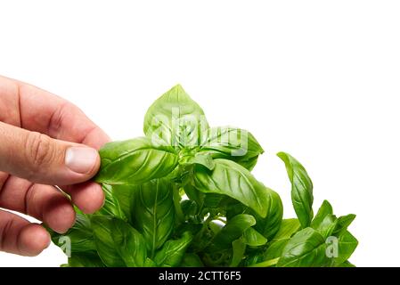 Basilic Ocimum basilicum, main de l'homme cueillant les feuilles de la plante sur fond blanc. Concept de jardinage Banque D'Images