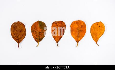 Différentes nuances de feuilles tropicales séchées à l'orange sur fond blanc Banque D'Images