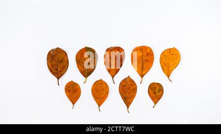 Différentes nuances de feuilles tropicales séchées à l'orange sur fond blanc Banque D'Images