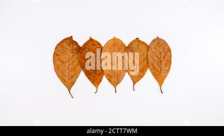 Différentes nuances de feuilles tropicales séchées à l'orange sur fond blanc Banque D'Images