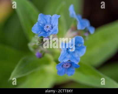 Chinois Forget Me Not Flowers, macro photographie de beau bébé bleu Forget-me-nots sur fond de feuilles vertes floues, jardin australien Banque D'Images