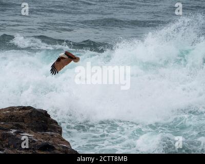 Brahminy Kite Bird ou Sea Eagle survolant les vagues de la mer qui s'écrasant, Mid North Coast NSW, Australie Banque D'Images