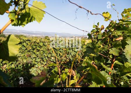 Belle photo des vignobles de Ciumbrud, Roumanie Banque D'Images