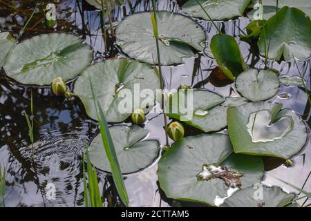 Feuilles blanches de nénuphars et boutons de fleurs (Nymphaea alba). Printemps, début de matinée, les boutons de fleurs commencent à s'ouvrir. Flottant sur la surface de l'eau d'une fraîcheur Banque D'Images