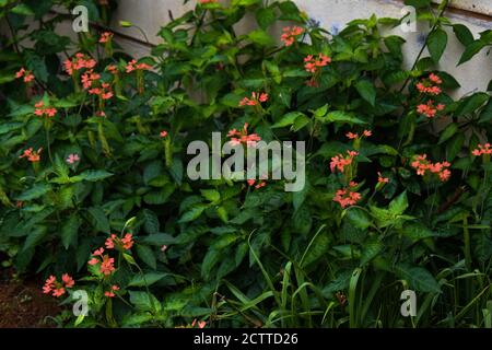 Un bouquet de fleurs de crossandra de couleur safran cultivées près un mur dans un jardin à la maison Banque D'Images