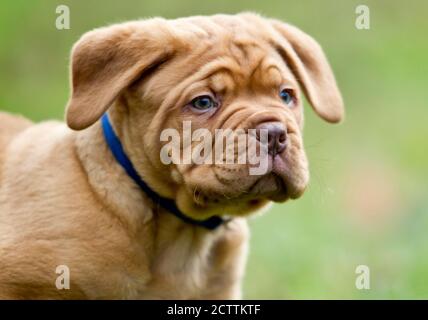 Bordeaux Mastiff, Bordeauxdog. Portrait d'un chiot. Banque D'Images