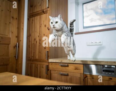 British Shorthair. Un chat adulte saute d'un comptoir à l'autre dans une cuisine. Banque D'Images