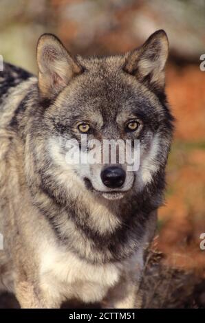 Loup européen (Canis lupus lupus). Portrait d'un adulte. Banque D'Images