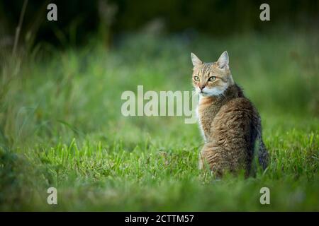 Chat domestique Tabby adulte assis dans un pré, vu de l'arrière. Banque D'Images