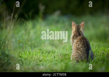 Chat domestique Tabby adulte assis dans un pré, vu de l'arrière. Banque D'Images