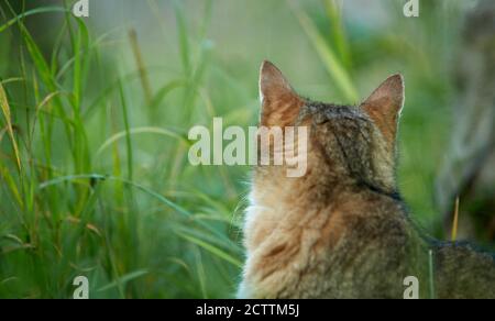 Chat domestique Tabby adulte assis dans un pré, vu de l'arrière. Banque D'Images