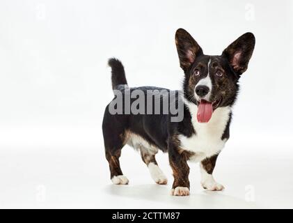 Gilet Welsh Corgi. Jeune homme chien debout. Banque D'Images