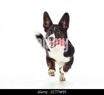 Gilet Welsh Corgi. Jeune chien jouant avec un jouet rouge haltères. Banque D'Images