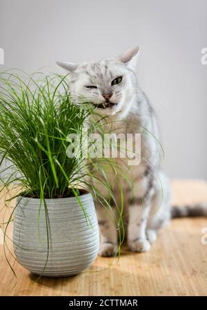 Britisch Kurzhaar. Tabby tomcat mangeant de l'herbe de chat. Banque D'Images
