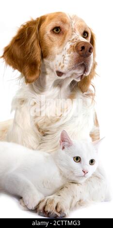 Mâle Espagnol Français (Couleur Cannelle) Et Chat Domestique Blanc Portant Sur Le Fond Blanc Banque D'Images