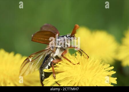 Cockchafer commun, Maybug (Melolontha melolontha) sur les fleurs de Dandelion. Ailes d'ouverture. Banque D'Images